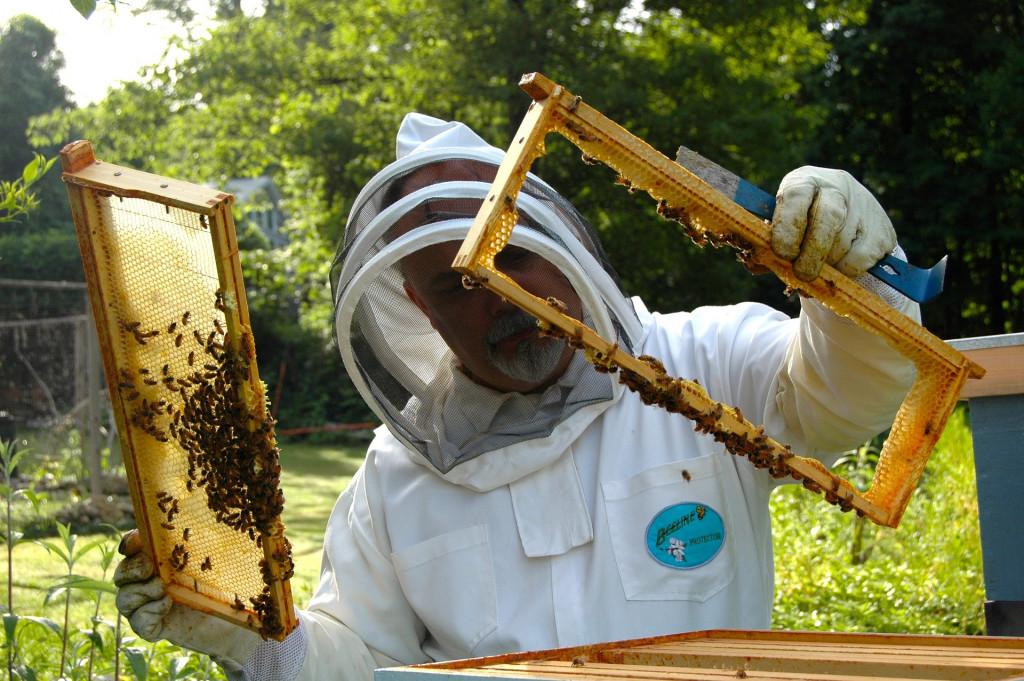 Comment bien conserver ses cadres de ruches ?