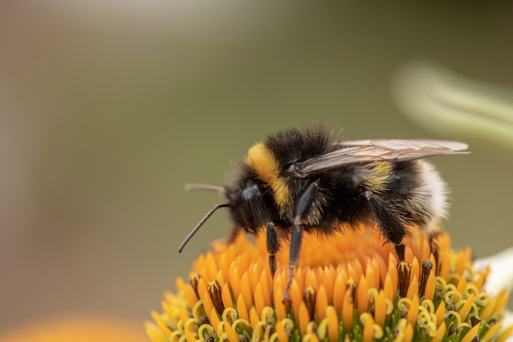 Tout savoir sur le bombus bourdon