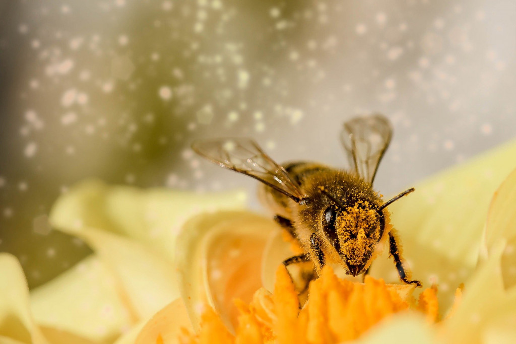 Les différentes vertus de l'abeille