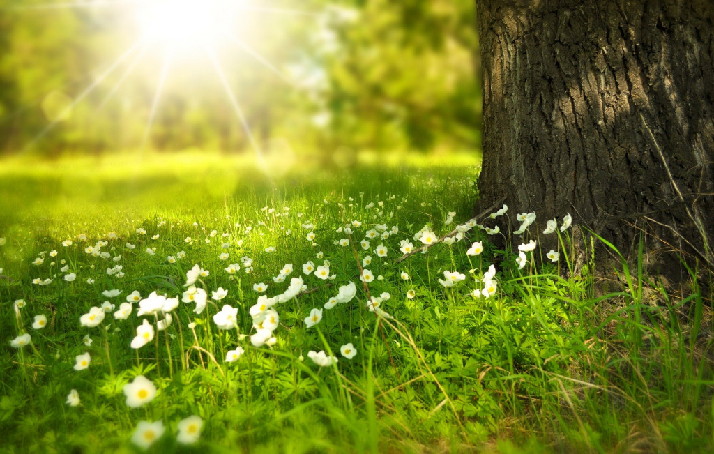 Quelles fleurs pour attirer les abeilles ? 