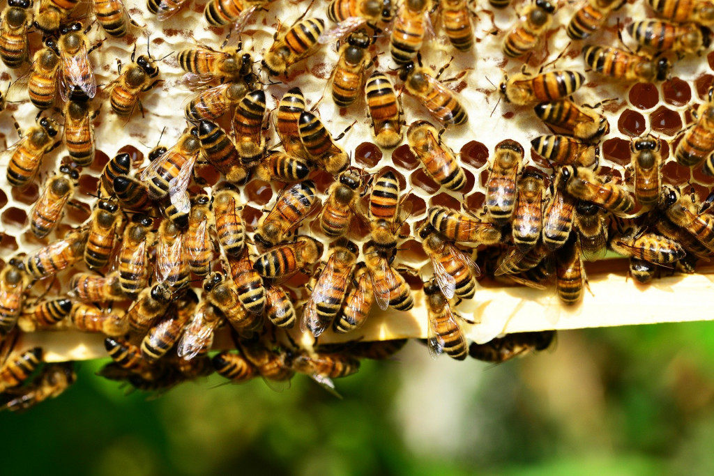 Décrypter la danse frétillante des abeilles