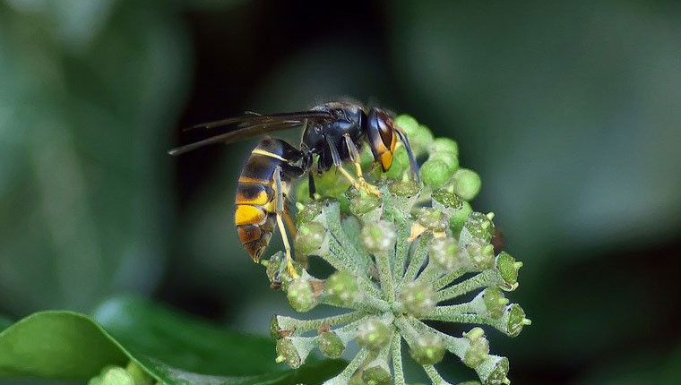 Tout savoir sur le piégeage des fondatrices