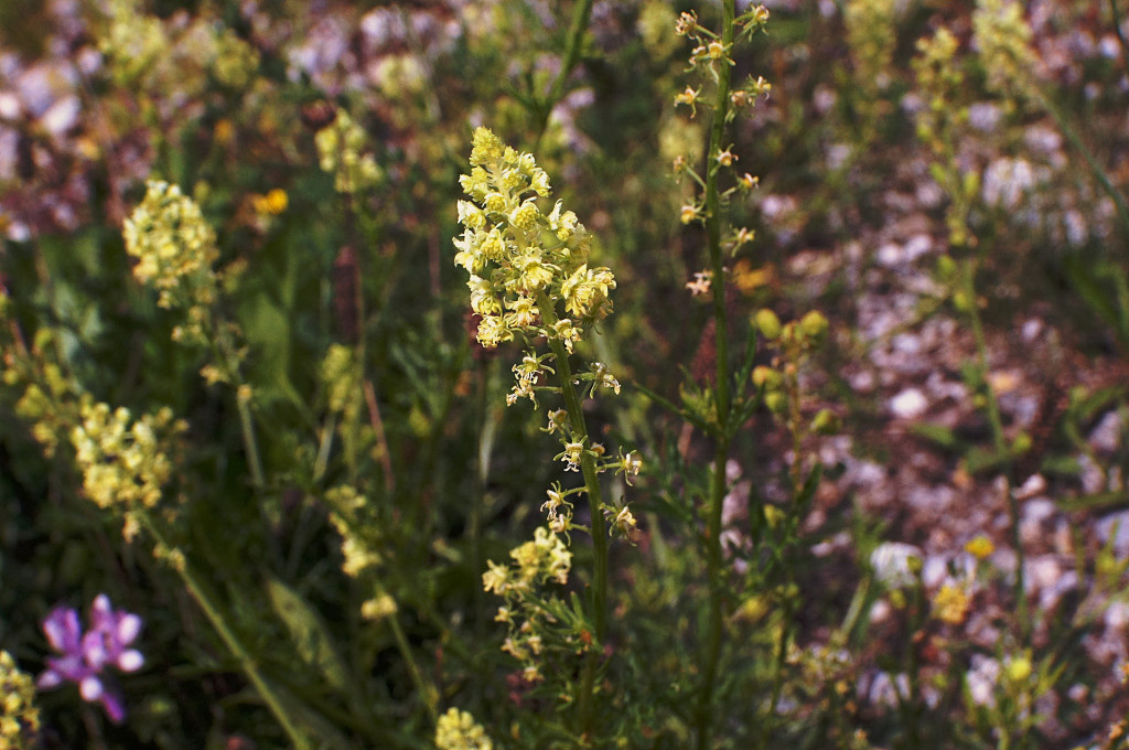 Plante mellifère : le Réséda