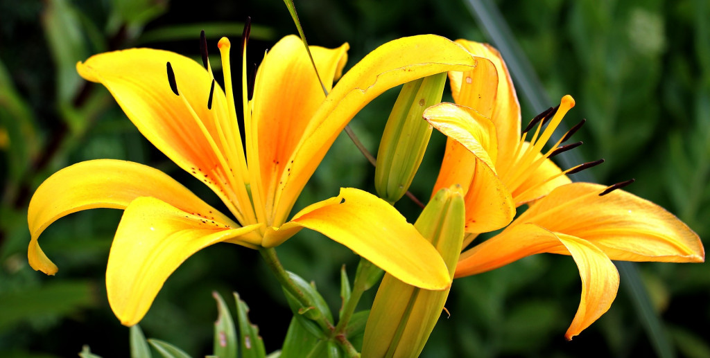 Plante mellifère : le Lys