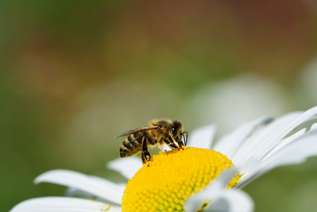 Monitorer la pollinisation du kiwi