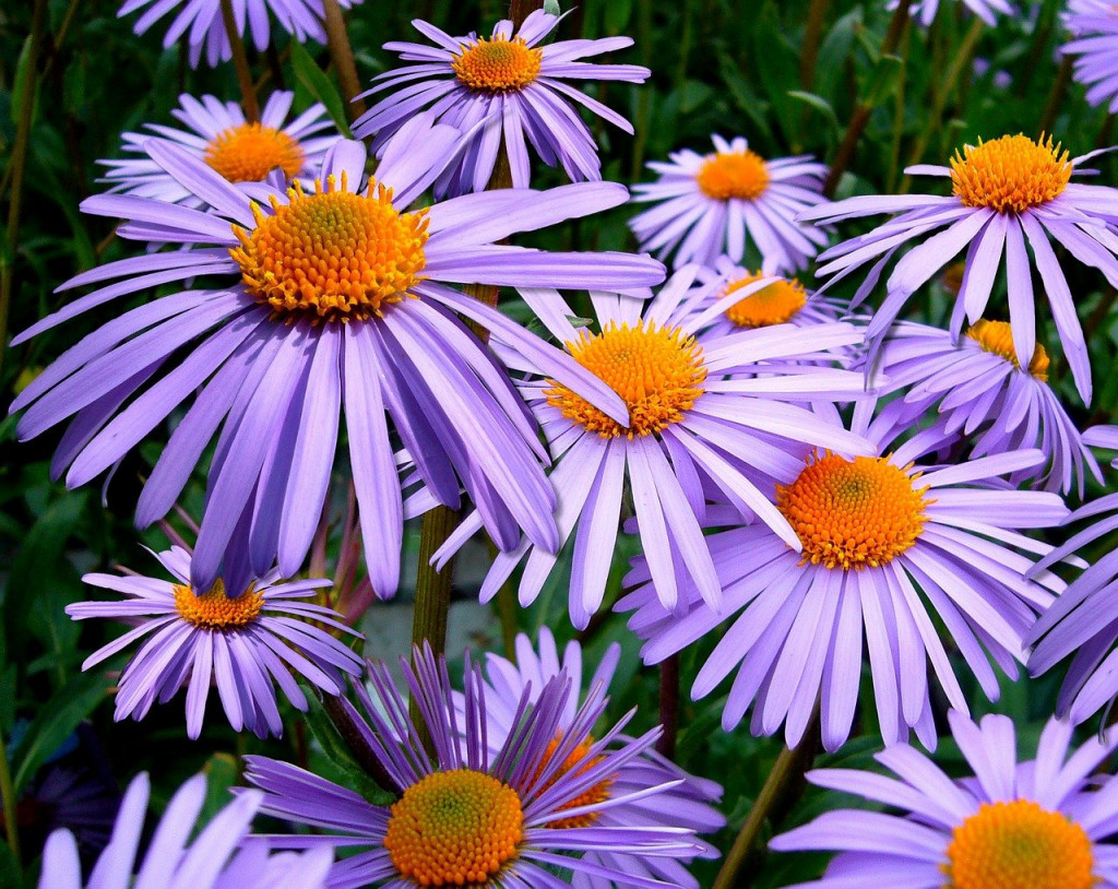 Plantes mellifères : les asters