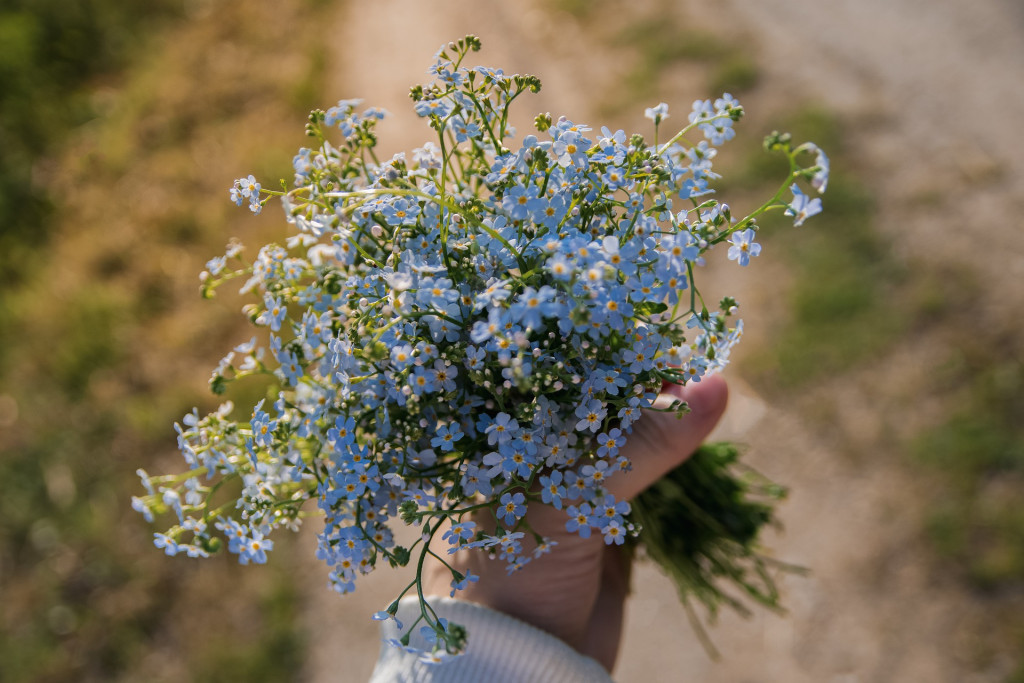 Plante mellifère : le myosotis