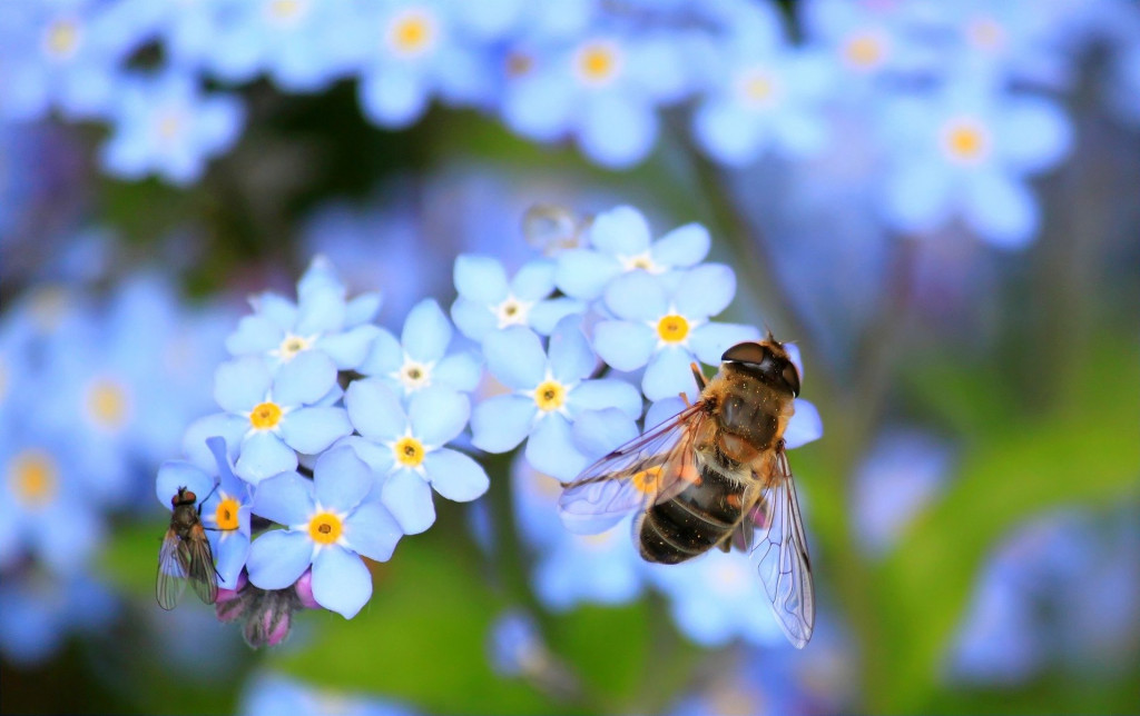 Tout savoir sur les abeilles porteuses d'eau