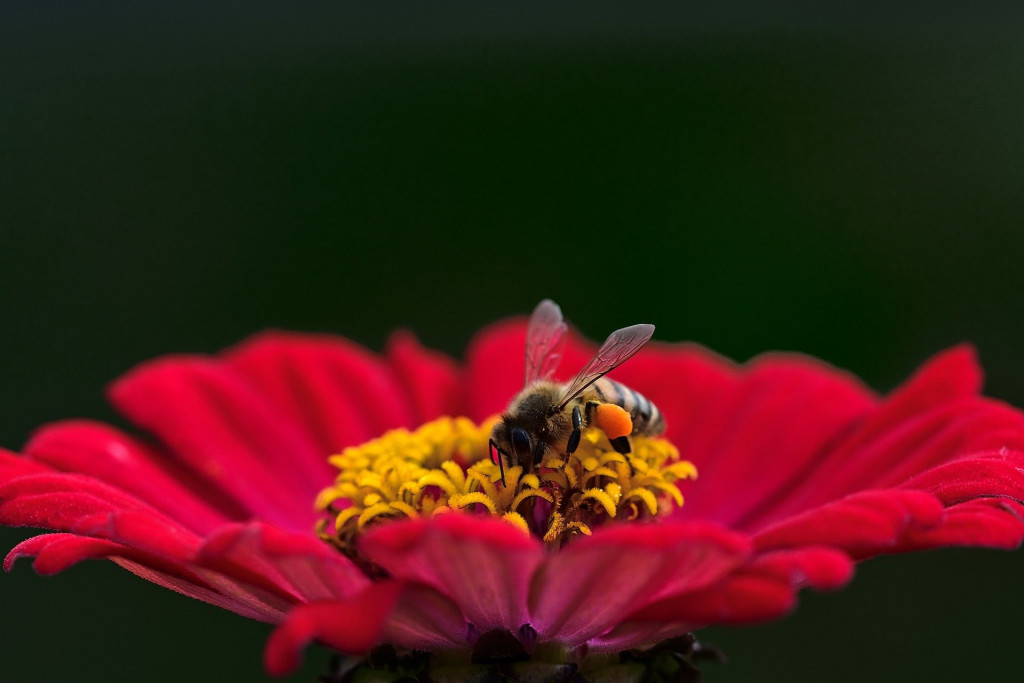 Les différents métiers d'une abeille