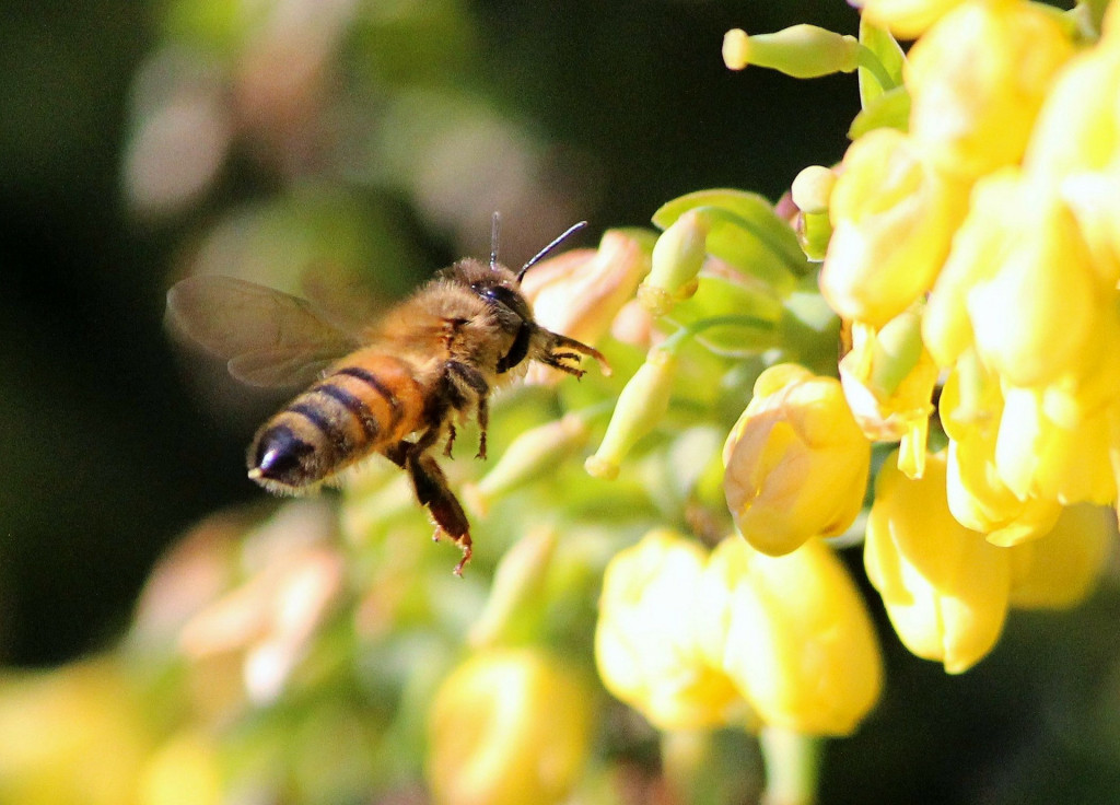 Tout savoir sur les abeilles ouvrières