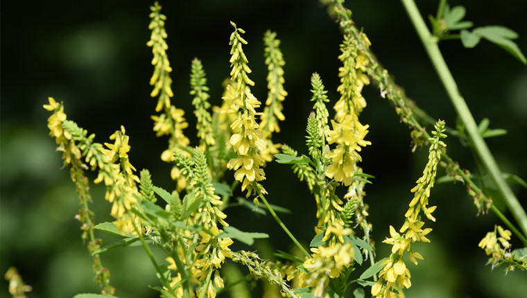 Plante mellifère : le mélilot jaune