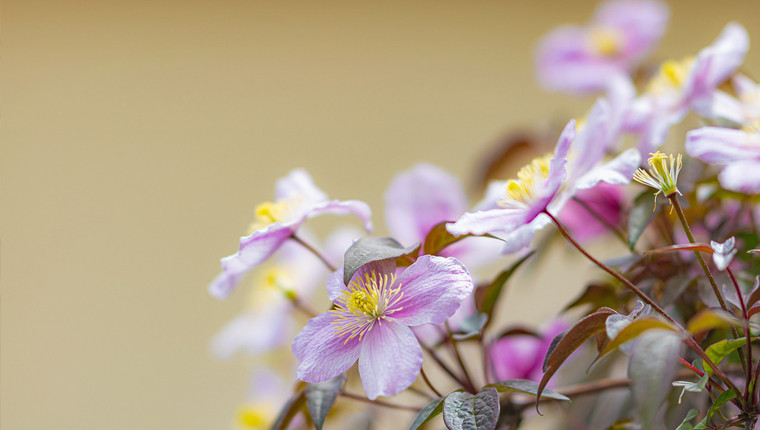 Tout savoir sur les plantes grimpantes mellifères