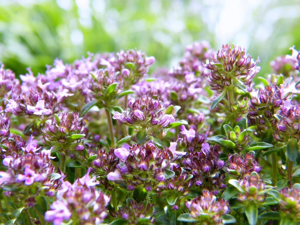 Tout savoir sur les plantes aromatiques mellifères