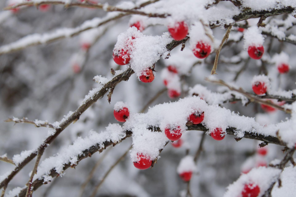 Tout savoir sur les cotonéasters