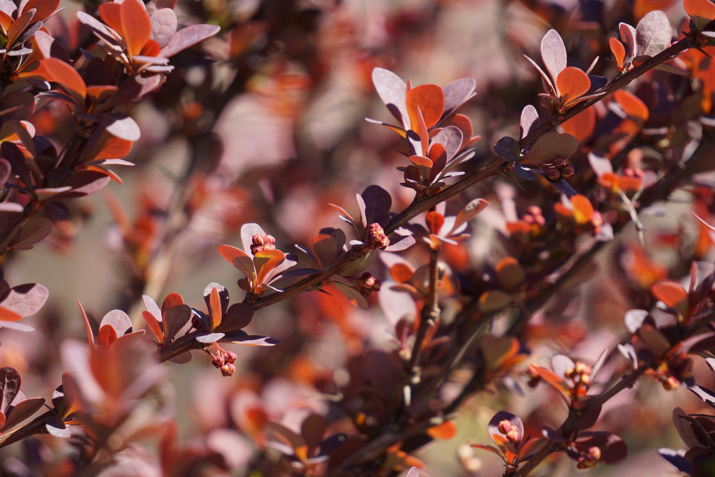 Tout savoir sur le berbéris 