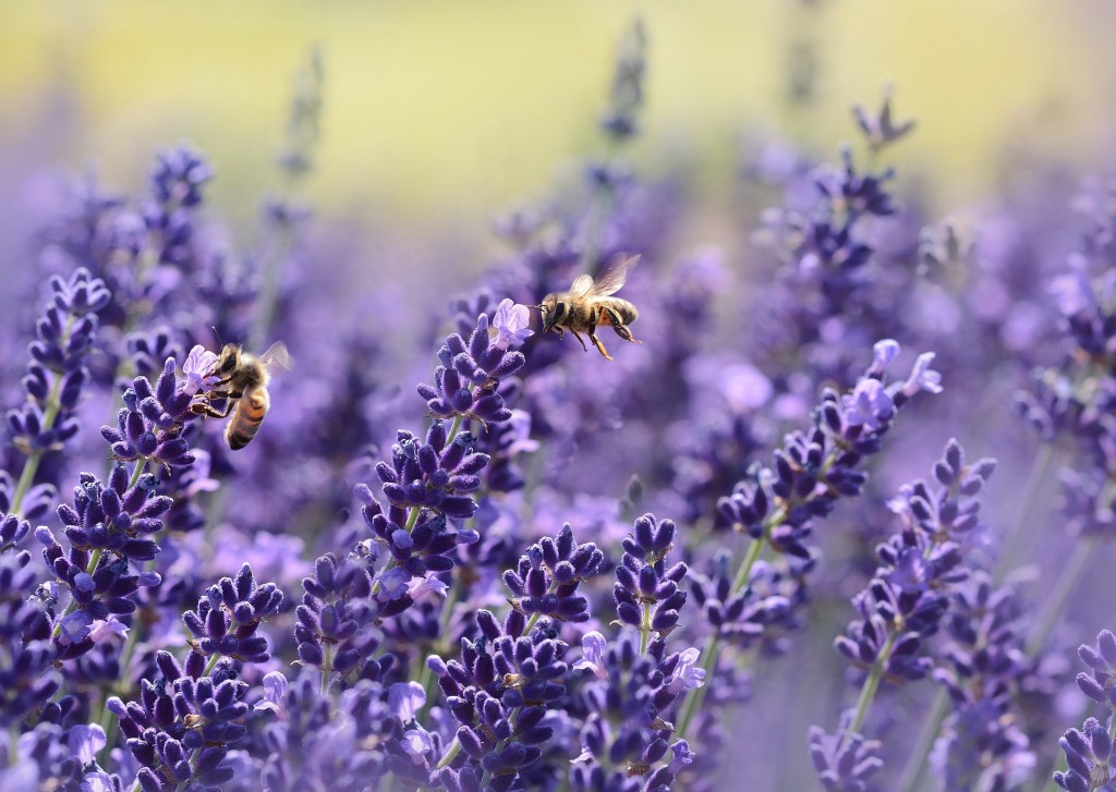 Quelles fleurs et plantes planter près de votre rucher ?