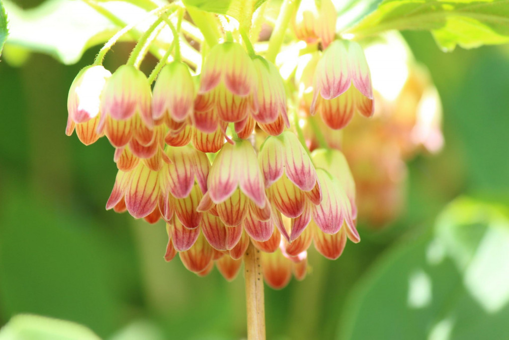 Tout savoir sur l'enkianthus