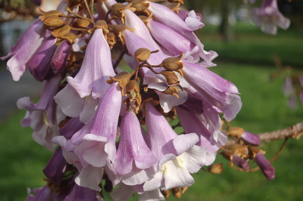 Tout savoir sur le paulownia