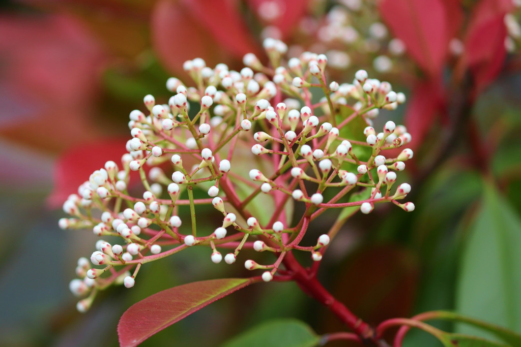 Tout savoir sur le photinia