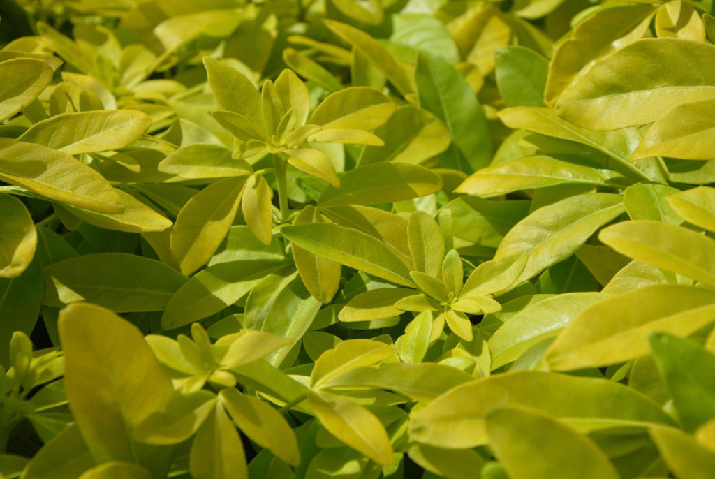 Tout savoir sur le pittosporum