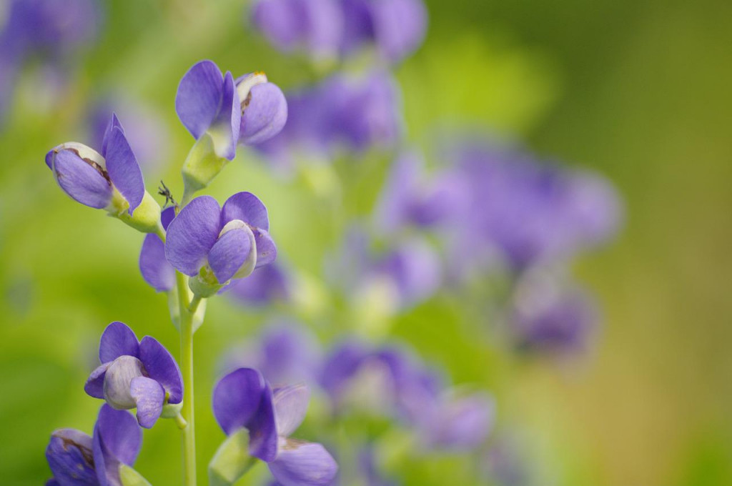 Tout savoir sur le baptisia