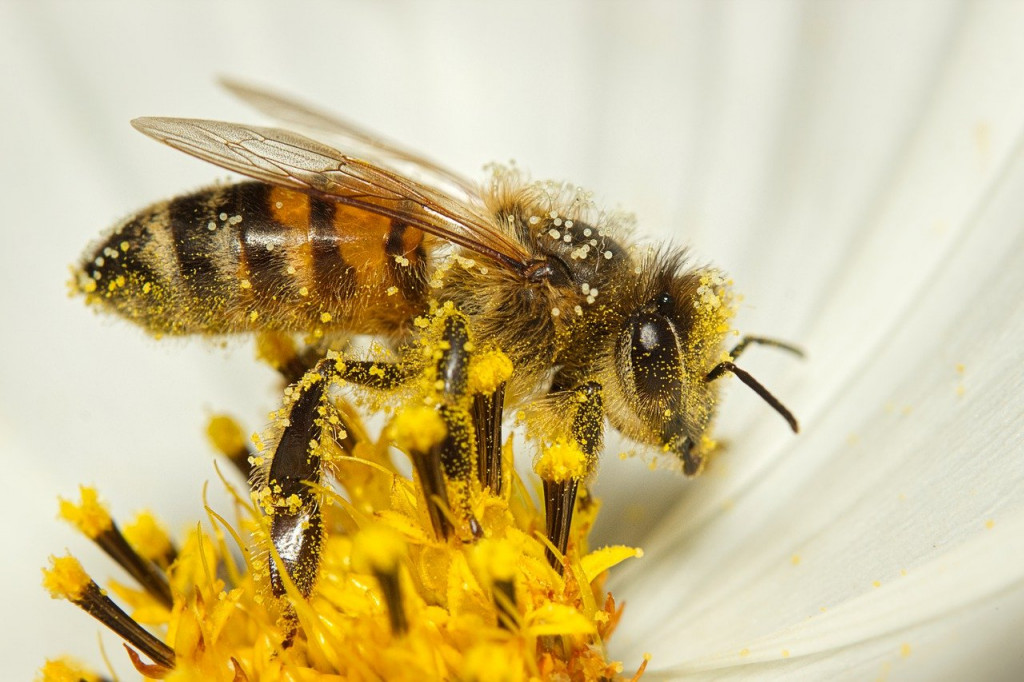 La fête de l'abeille et de l'environnement à l'Ecomusée du Perche
