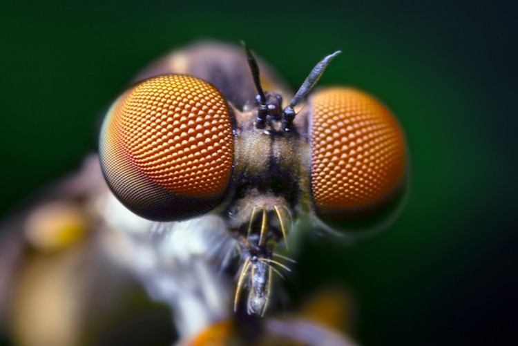 Perception visuelle chez les abeilles : des révélations étonnantes
