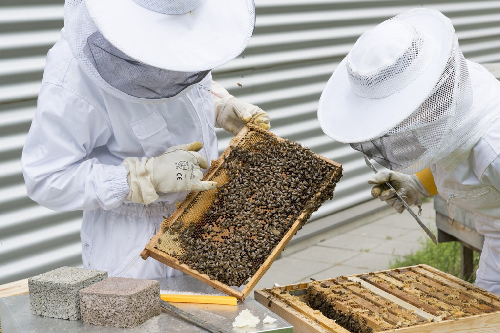 Les apiculteurs veulent créer une filière régionale en IDF