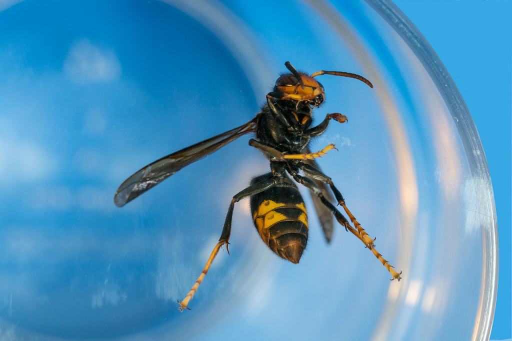 Un nano-traceur pour les frelons asiatiques