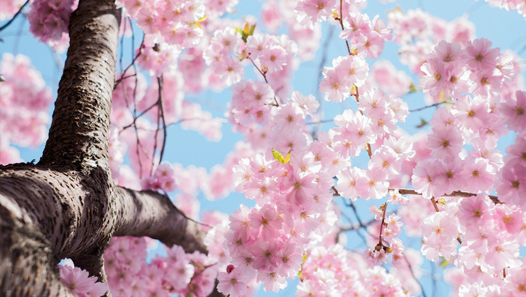 11 arbres mellifères à planter pour attirer les abeilles