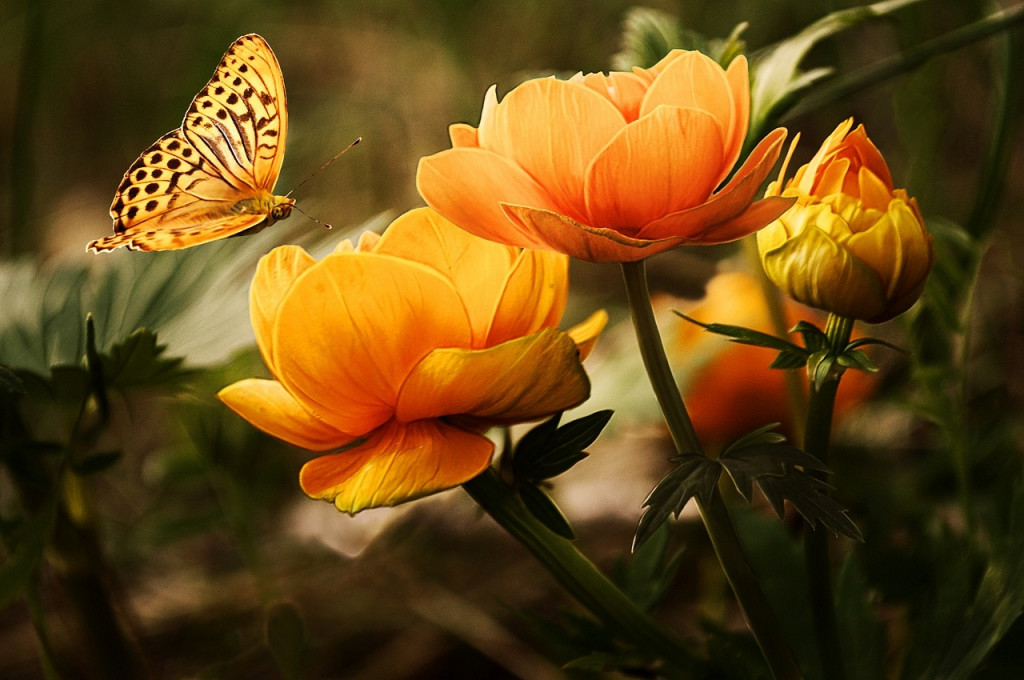 La stratégie nationale pour la sauvegarde des insectes pollinisateurs