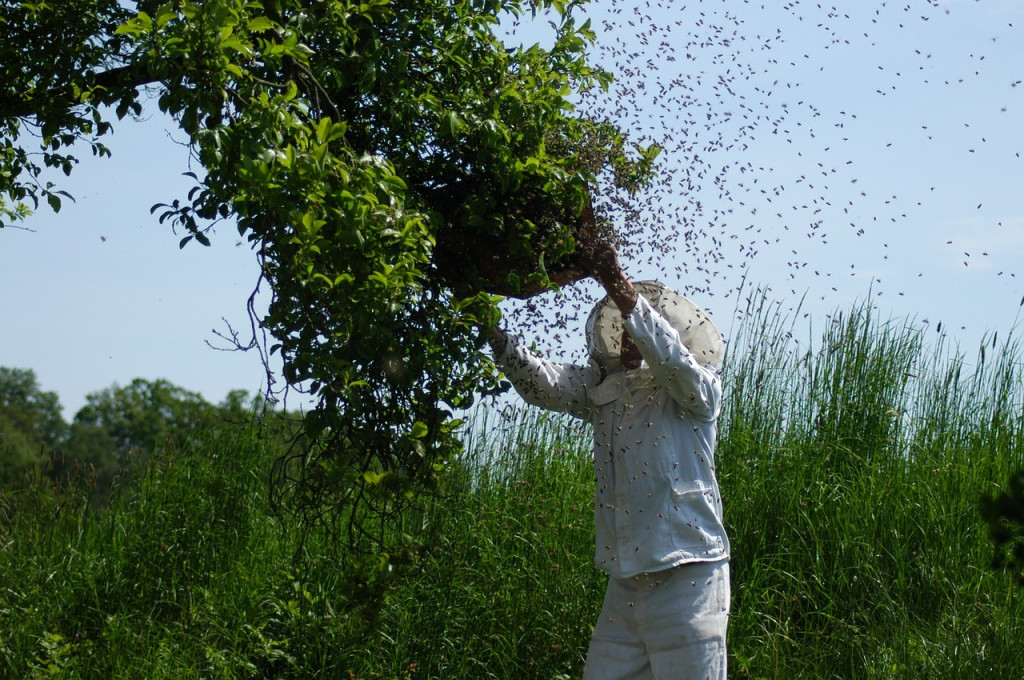 Les nouvelles technologies au service de l'apiculture