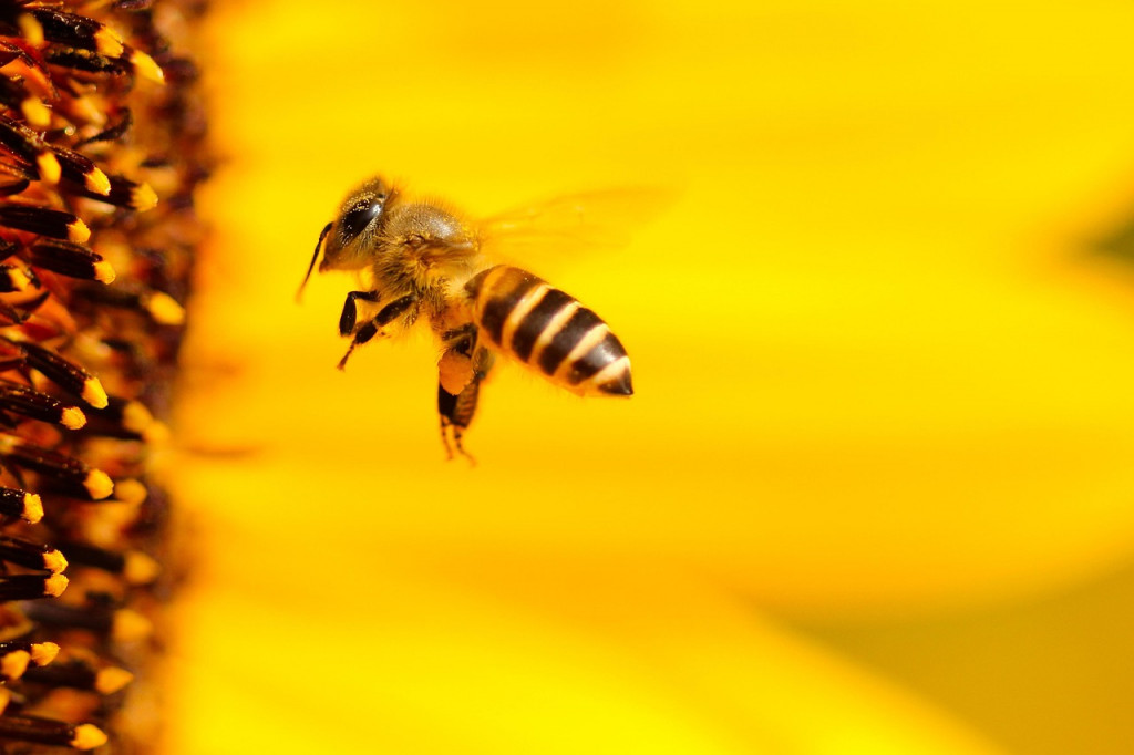 Les abeilles peuvent détecter le Covid 19