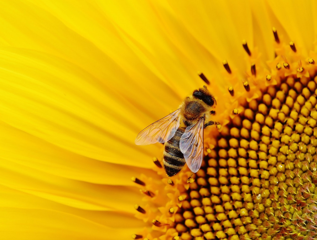 Les bienfaits de l'abeille pour l'environnement