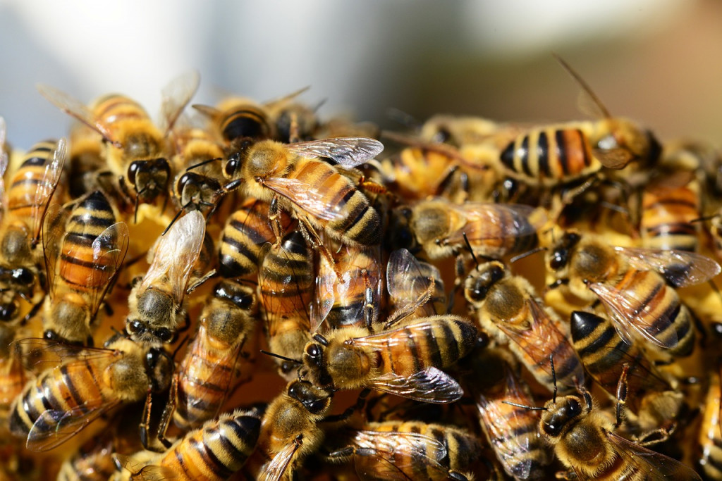 Les initiatives pour promouvoir l'apiculture urbaine