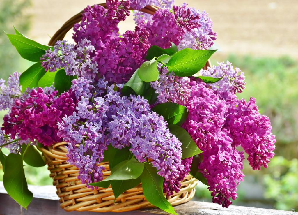 Tout savoir sur le lilas