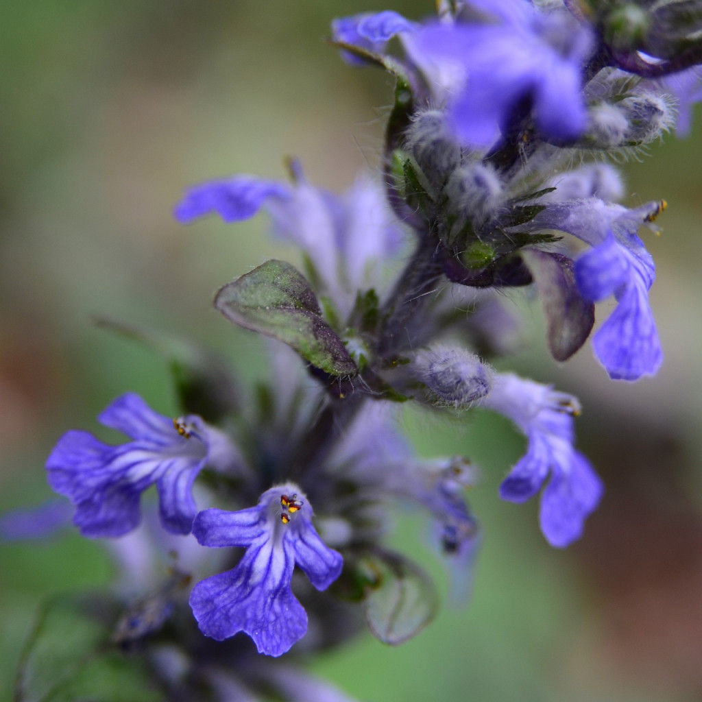 Tout savoir sur la Bugle Rampante