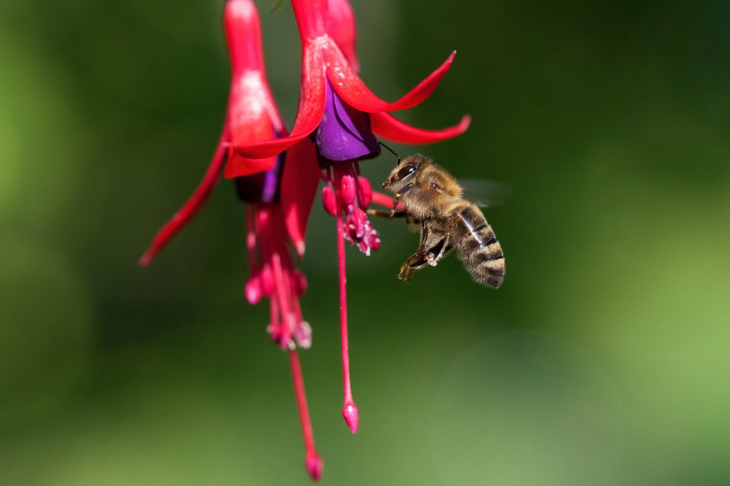 Tout savoir sur la Fuchsia