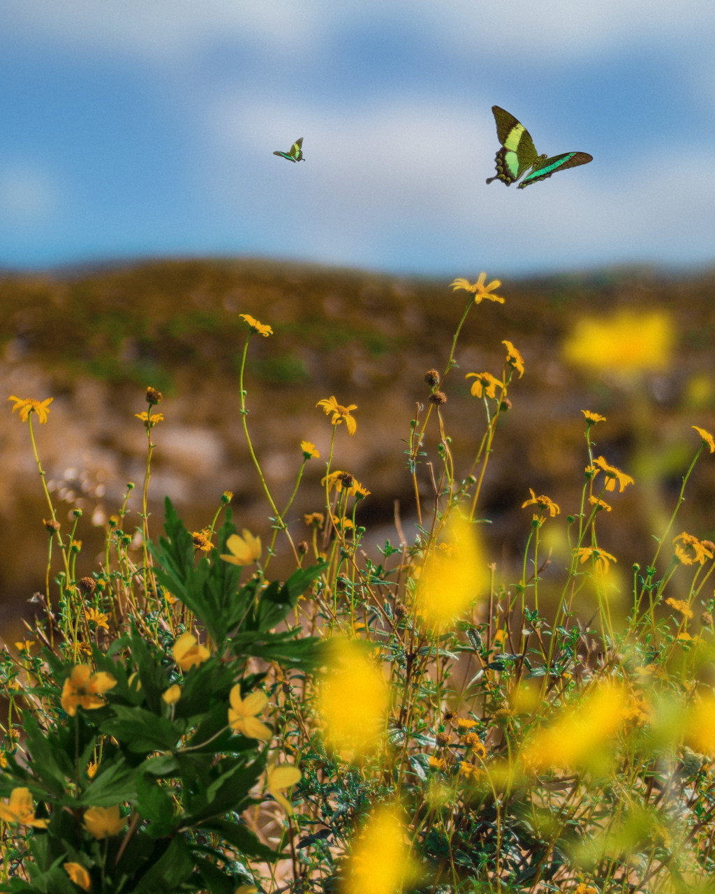 La pollinisation croisée : Le rôle crucial des abeilles