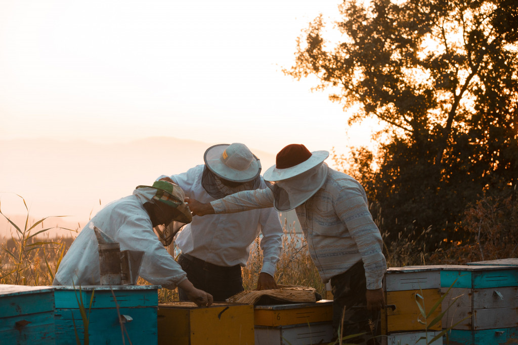 Tout savoir sur l’apiculture responsable