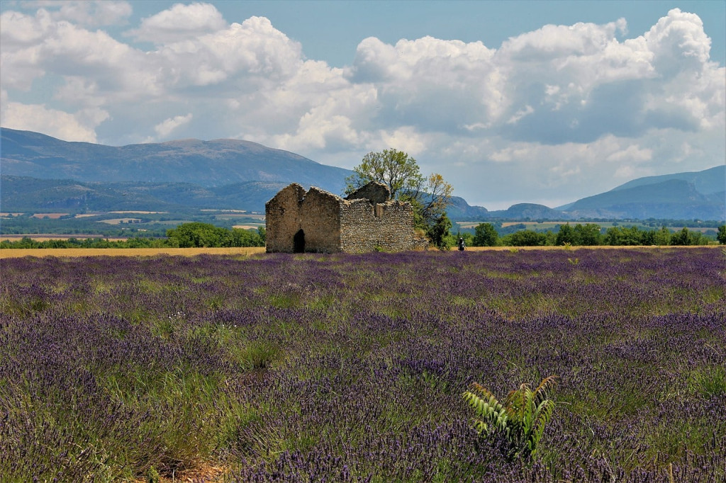 L'Adapi, centre de recherche dédié à l'apiculture