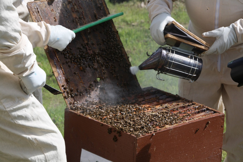 La liste incontournable du matériel d'apiculture à posséder !
