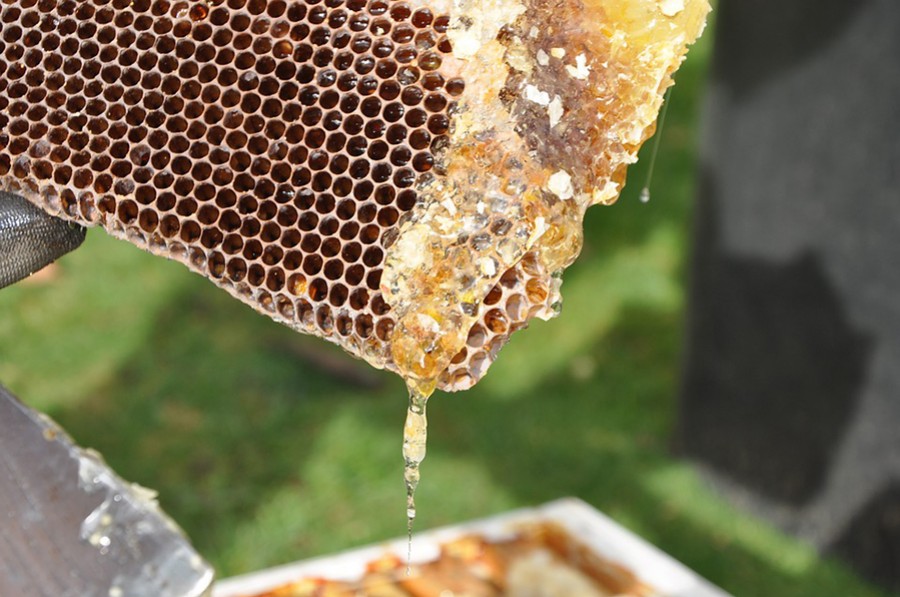De la récolte au conditionnement, la fabrication du miel