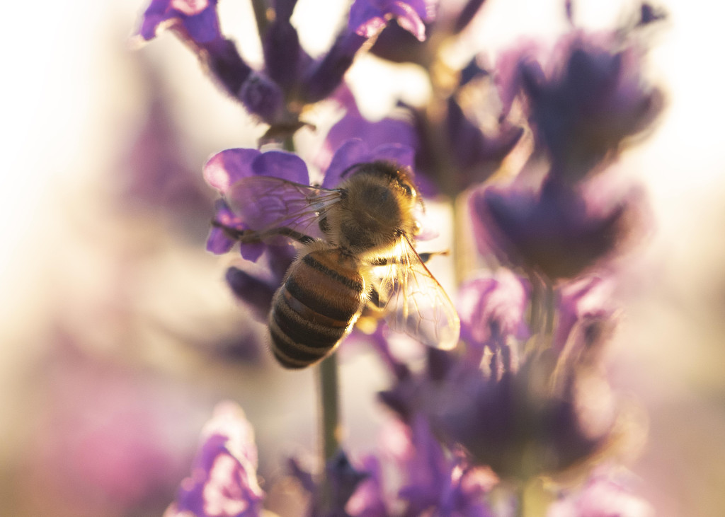 Les dernières avancées en santé des abeilles