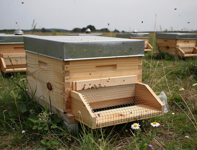 Frelon à pattes jaunes : que dit le plan national 2024 pour protéger les ruchers