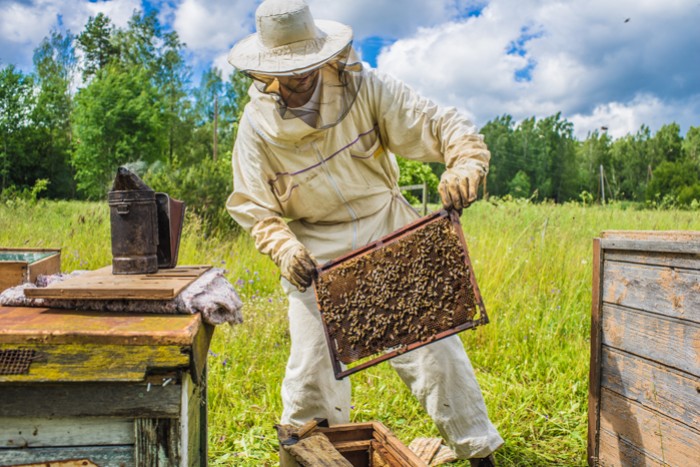 L'apiculture biologique