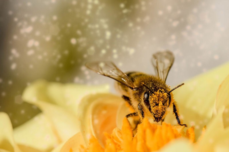 L'intelligence des abeilles