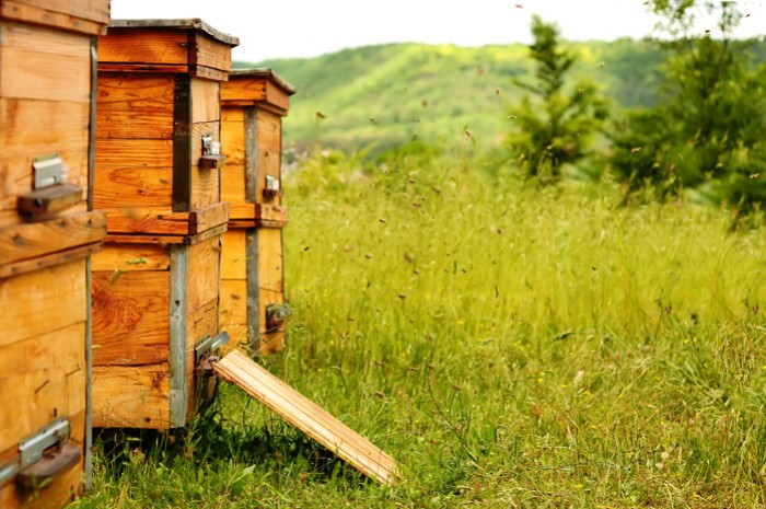 Bien traiter et protéger vos ruches
