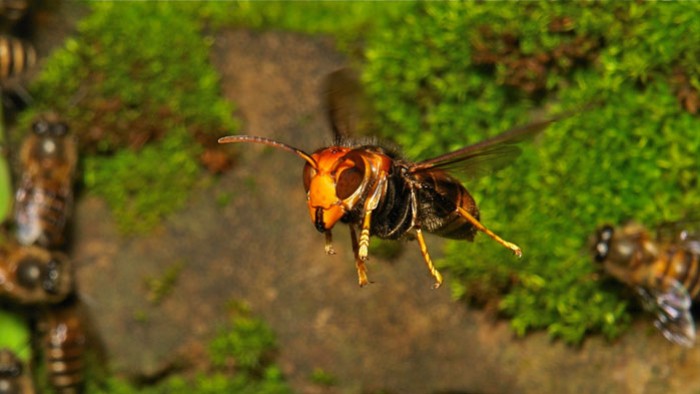 Kit piège pour frelon asiatique   protège les abeilles  noires