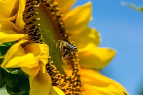 Le point sur la situation des abeilles